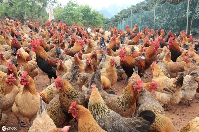 养鸡阿莫西林的妙用,养鸡小妙招阿莫西林