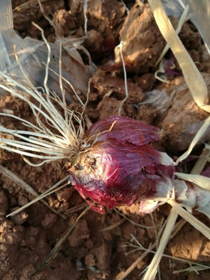 洋葱病害防治药套装,洋葱常见病害图谱