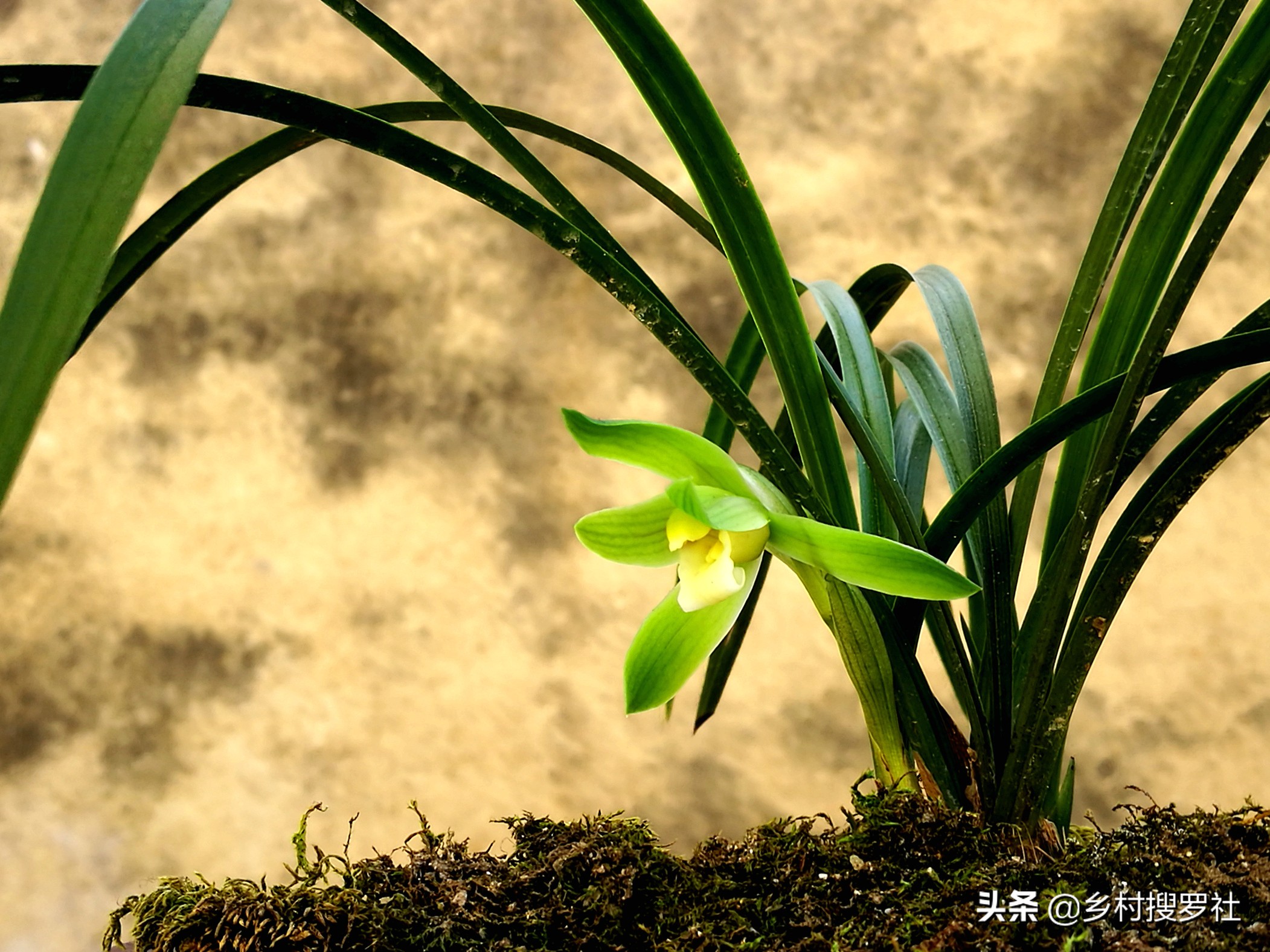 网购兰花预防消苞,网购兰花应注意什么