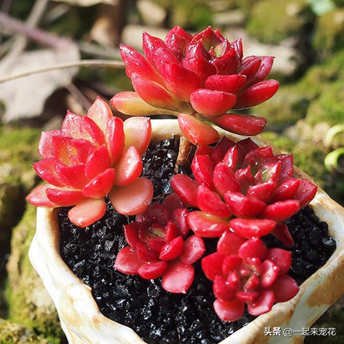 火焰蒂亚多肉徒长了如何修剪视频,火焰蒂亚徒长细长弯曲怎么处理