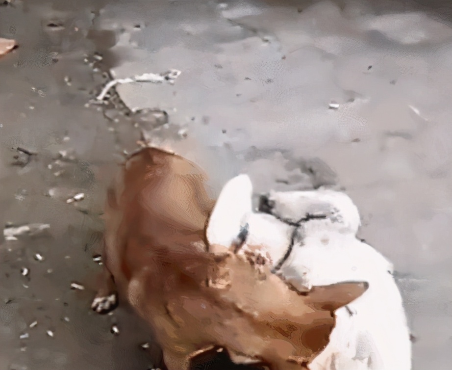 有鹅的地方不能有蛇,有鹅的地方绝对不可能出现蛇