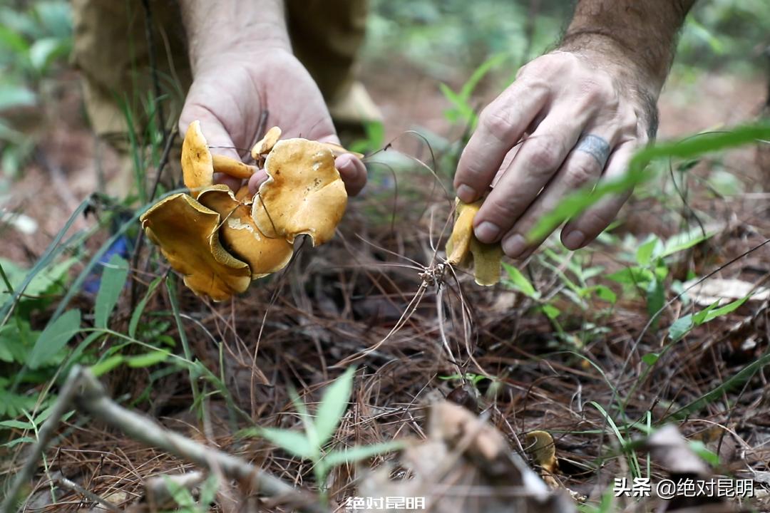 她带西班牙大厨上山捡菌，回昆明后煲出美味红菇汤