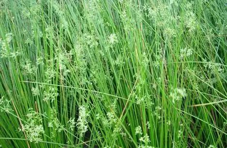 在水一方植物园,在水一方花卉