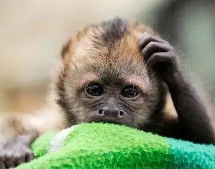 为什么用去屑洗发水头屑越多,为什么头屑洗不掉反而越洗越多