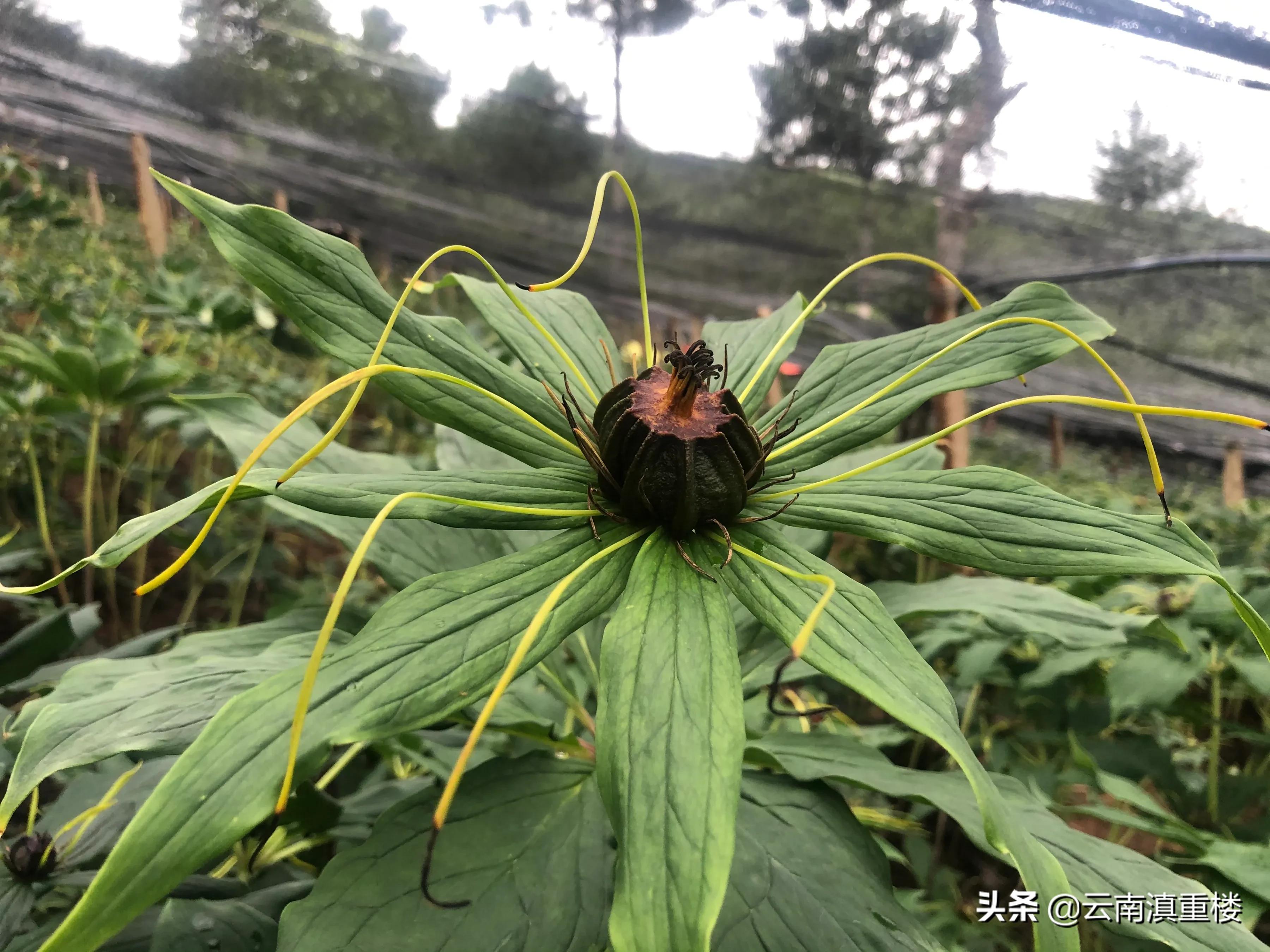 农村1种“蛇草”,叶片1层接1层,就像宝塔一样,人称“重楼”