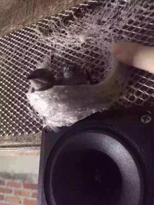 印尼燕窝跟马来燕窝哪个好,sohealthy燕窝是印尼燕窝吗