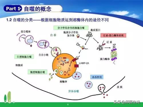 断食改变易胖体质,易胖体质断食一个月能瘦么