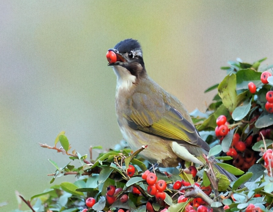 按照这5种方法选人参，十有八九选得好，经验之谈慢慢看