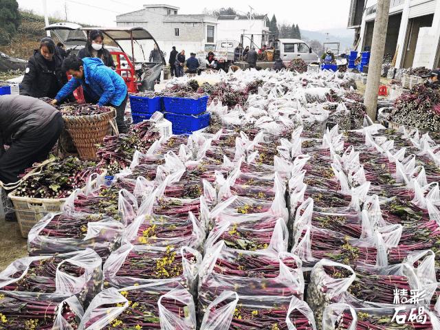 同比上升50%！润丰集团确保供港蔬菜供应，助力全国抗疫！