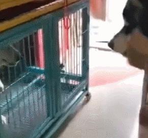 社会狗打架事件,社会狗打架