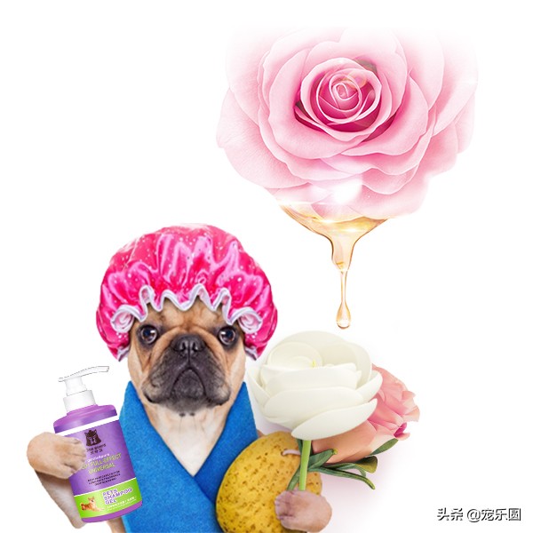 狗女来大姨妈了，铲屎官们知道要怎么处理吗？