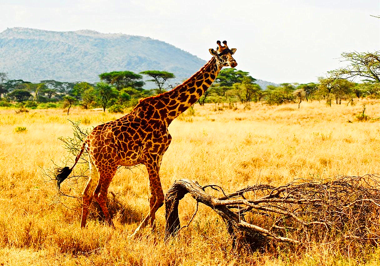 长颈鹿的叫声是怎样的,长颈鹿的叫声像什么