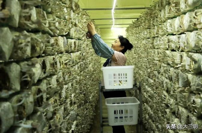 侨乡大地绽新颜——明溪县脱贫攻坚工作侧记