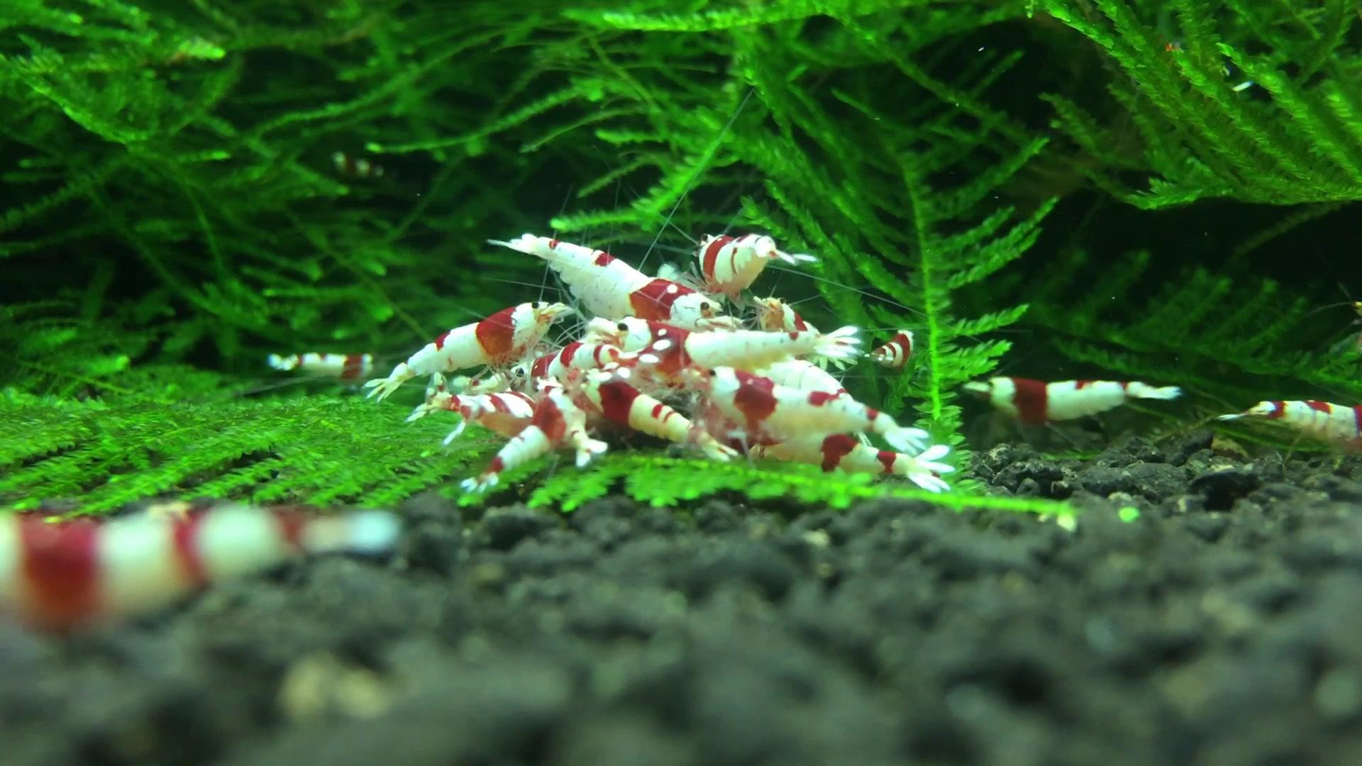 虾缸怎么降温,虾缸怎么降温效果最好