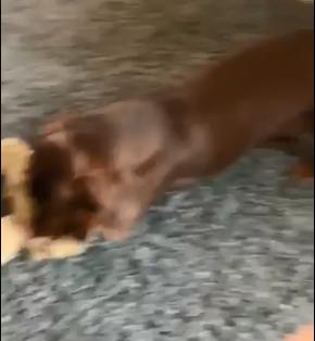 狗狗的尾巴下垂是不开心吗,狗狗尾巴尖下垂