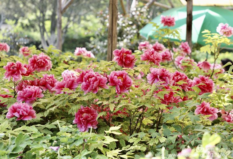 看洛阳牡丹花卉节,洛阳古都牡丹花展