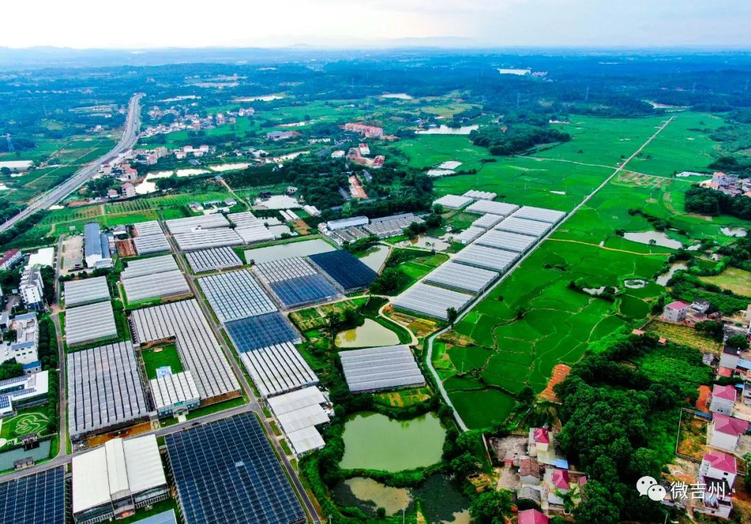 兴桥镇农业,兴桥镇农高区规划图