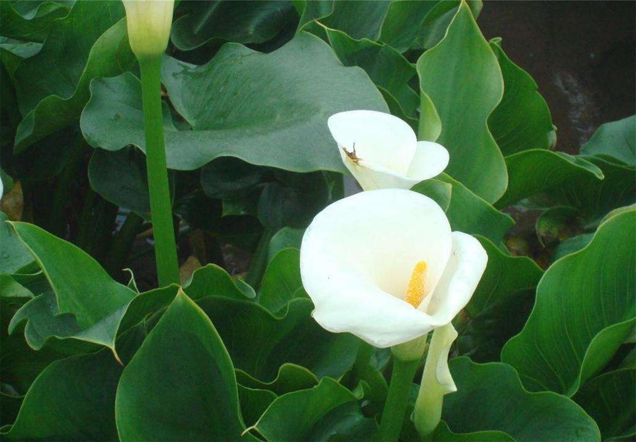 马蹄莲冬天最低温度几度,彩色马蹄莲冬季怎么养护