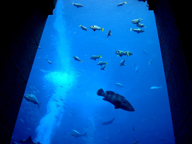 迪拜有哪些旅游的地方,超详细迪拜旅游攻略完整版