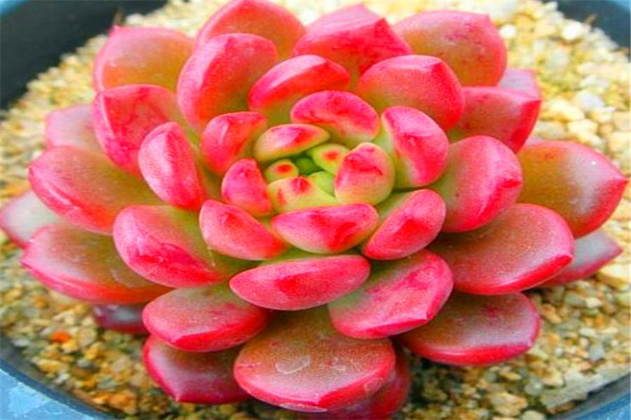 多肉冰梅怎么修成手捧型,把多肉养成像荷花一样