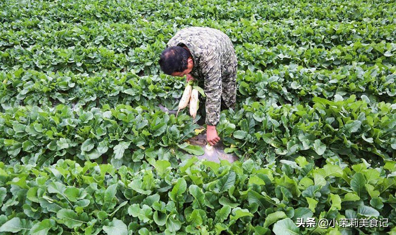 古语饿死不耕丈人田,饿死不耕丈人田意味着什么