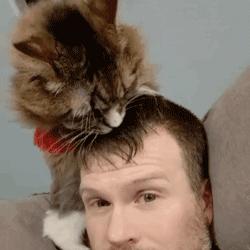 猫咪舔脚要注意什么,猫咪舔东西