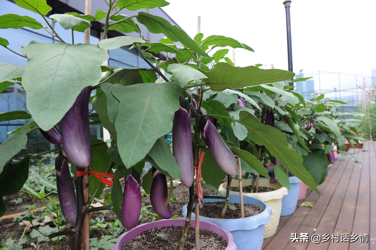 茄果类蔬菜的田间管理,茄果类蔬菜苗期