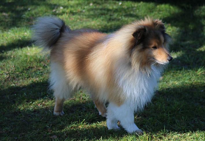 喜乐蒂偏瘦如何饲养？