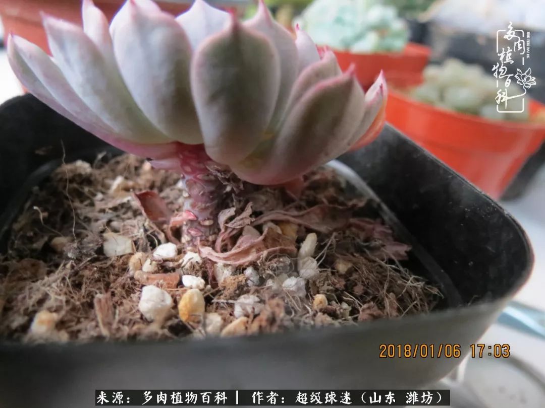 多肉黑茎咋办,多肉黑菌