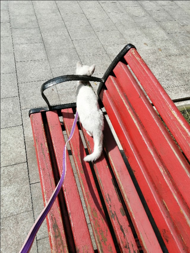 猫咪长猫癣,猫癣治疗过程中范围越来越大