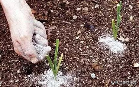 自制有机肥料的方法,在家制作有机肥料的方法