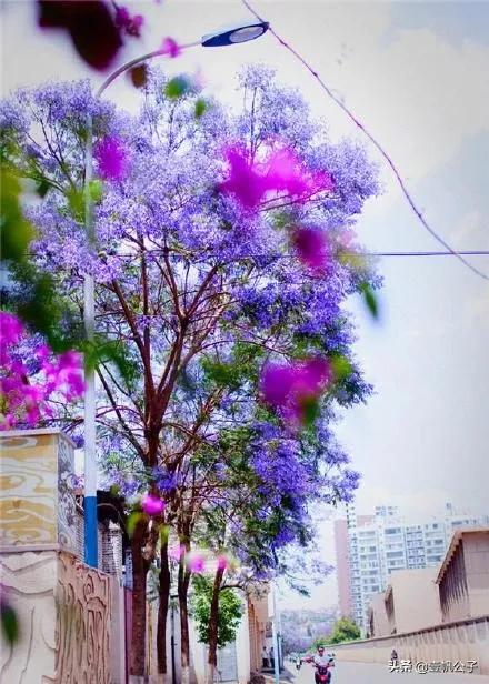 被大理的美景所折服,被丽江的风景美到了