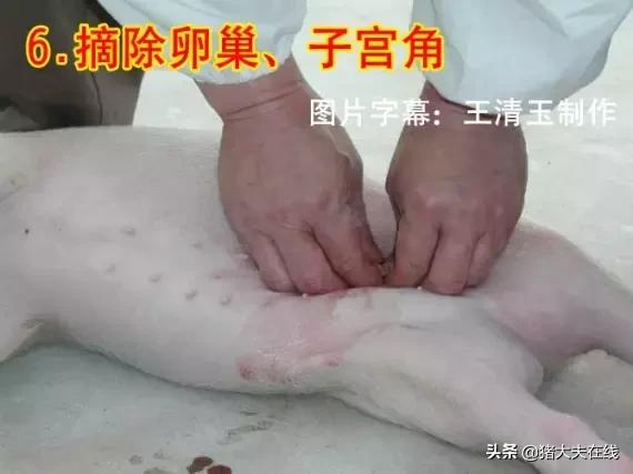 母猪做手术教程,小母猪去势能和疫苗同时进行吗