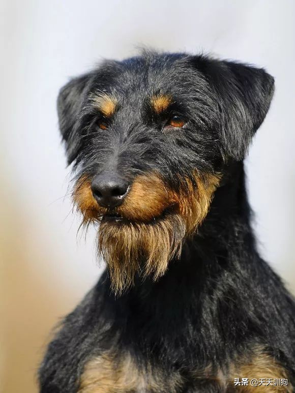 为什么德国犬种那么多,德国大型犬有哪些