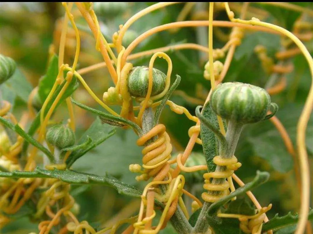 野生植物类中药一览表,民间中药植物