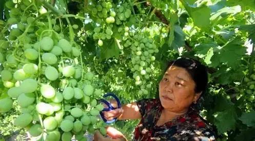 葡萄成熟期葡萄就黄叶怎么办,葡萄果期掉粒怎么解决