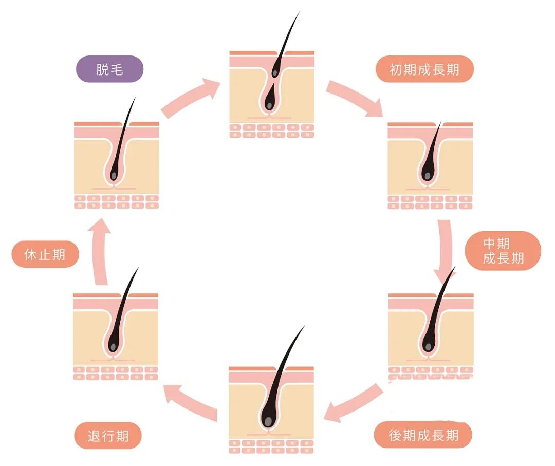 快来自救，拒做秃头的小北北