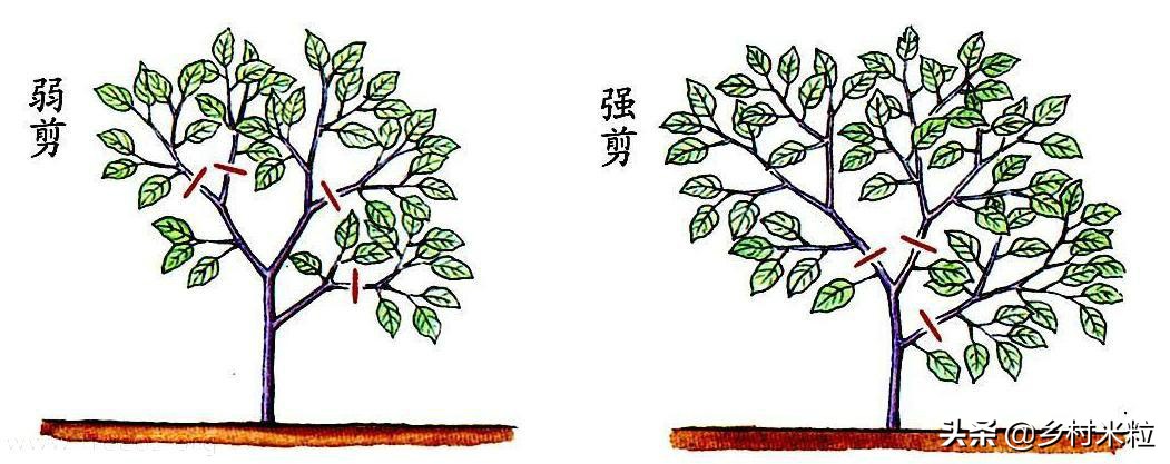 茄子产量少怎么补救,茄子长的品质不好的原因是什么