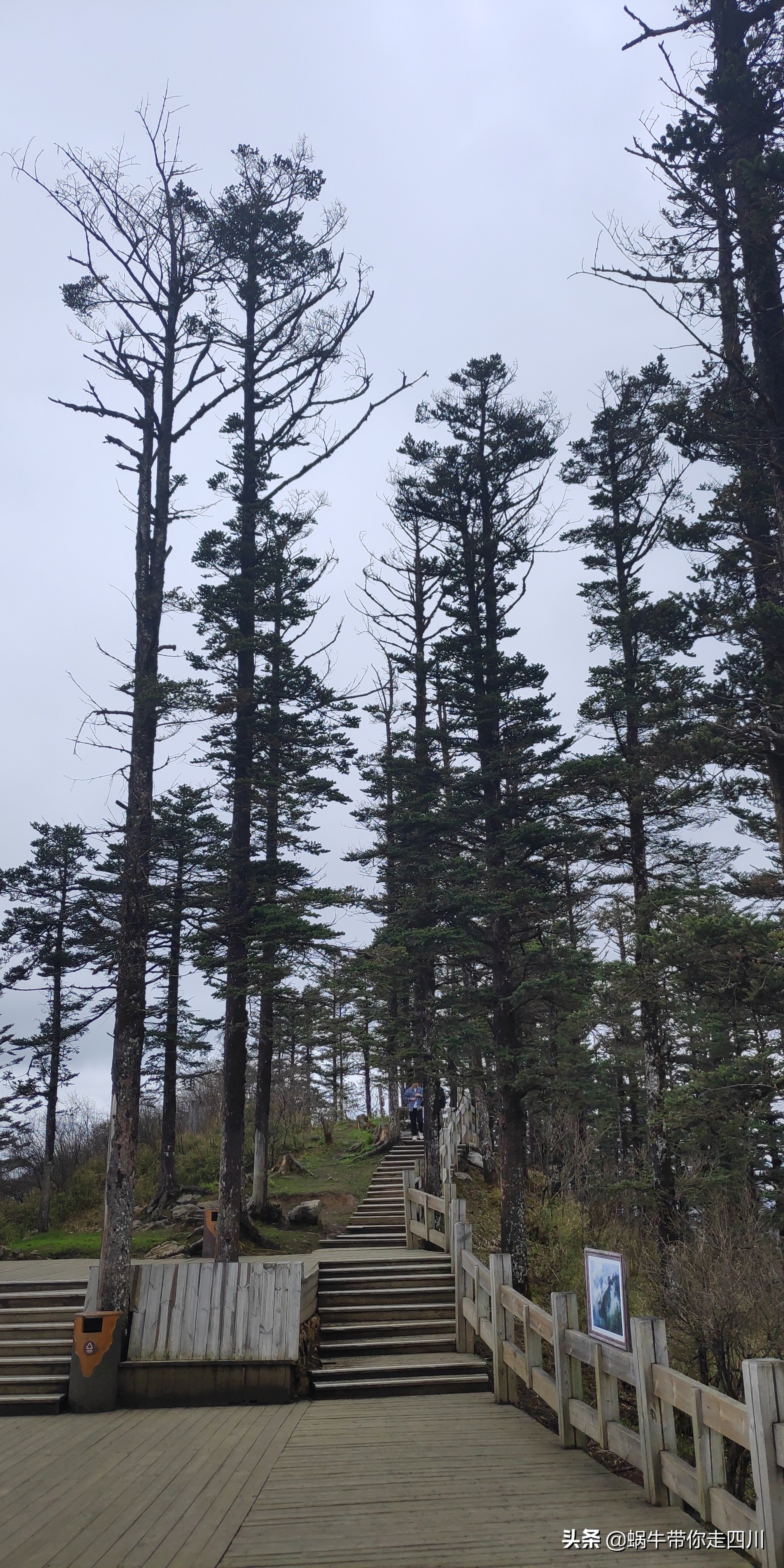 成都去西岭雪山两天一夜旅游团,成都出发雪山旅游