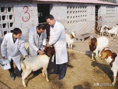 羊体内外寄生虫用什么驱虫药好,羊体表寄生虫的症状及防治方法