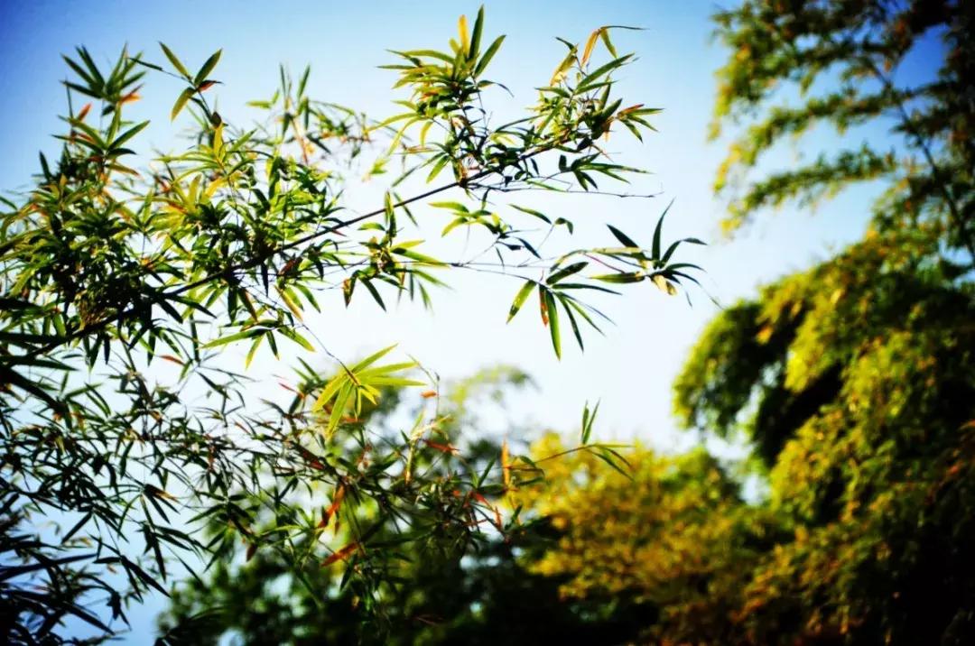 每逢节后胖三斤？是时候来宜兴竹海吸氧遛弯了！