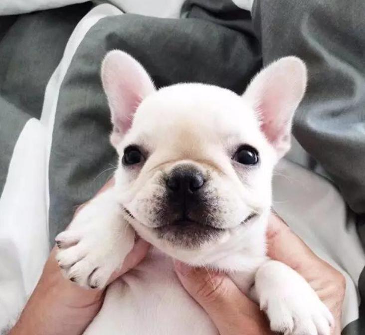 法斗体臭最好的解决方法,假如你家里面有脏东西你会怎么办