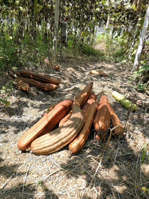 农村人都不要的丝瓜络她卖了6年，回家盖小楼，还花70万市区买房