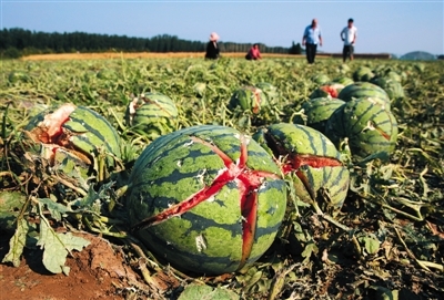 西瓜下冰雹如何预防,西瓜被冰雹砸还能活吗