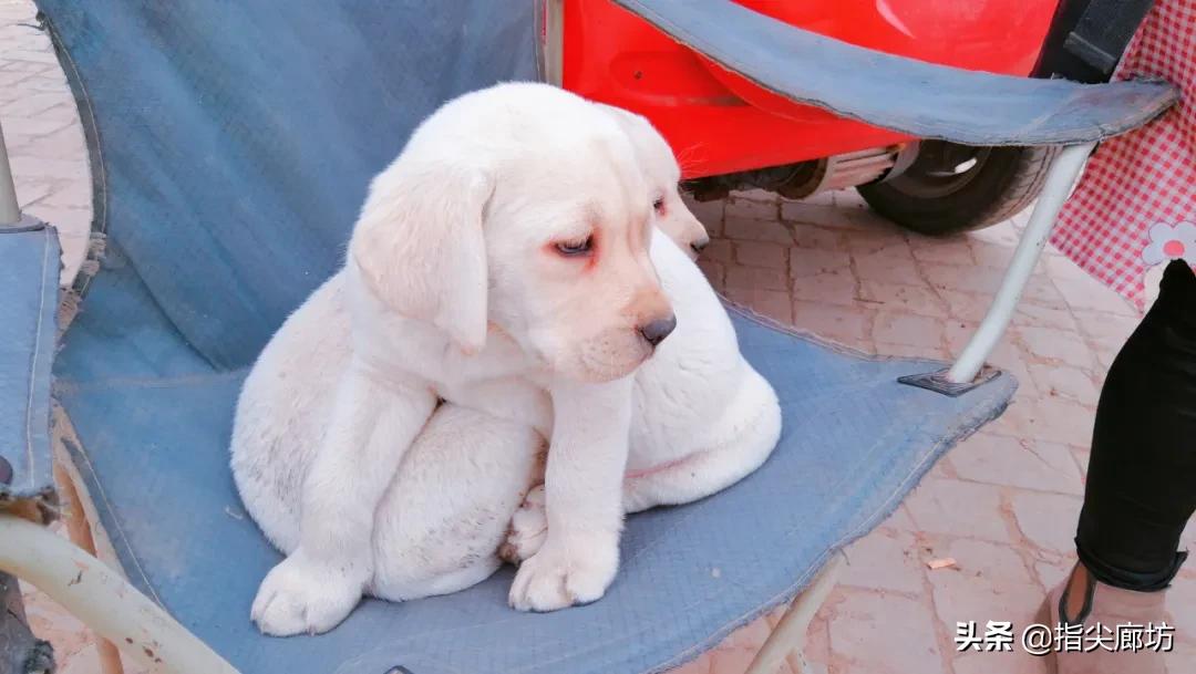 廊坊杨税务集市,在早市遇见久违的人间烟火气