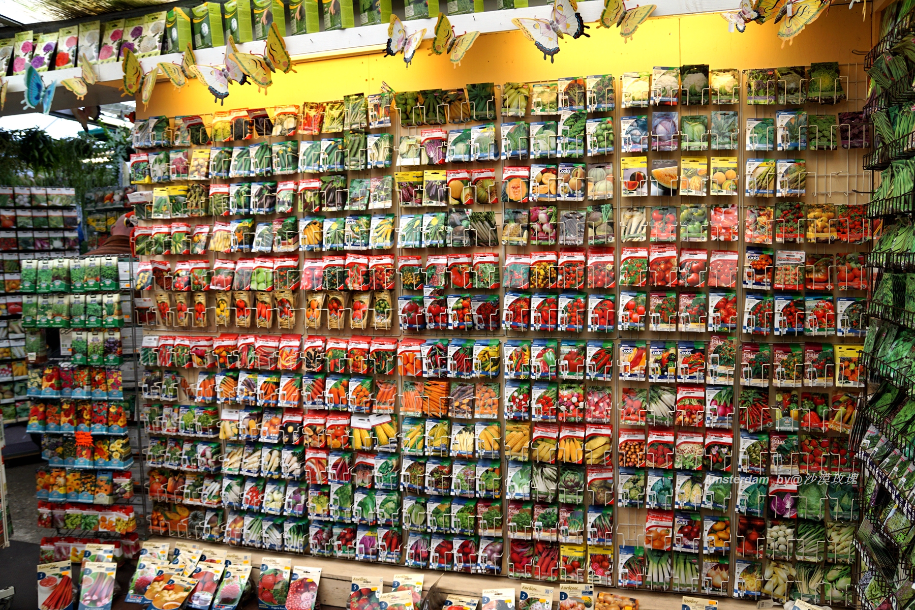 带你观赏荷兰郁金香,荷兰郁金香花海什么时候开