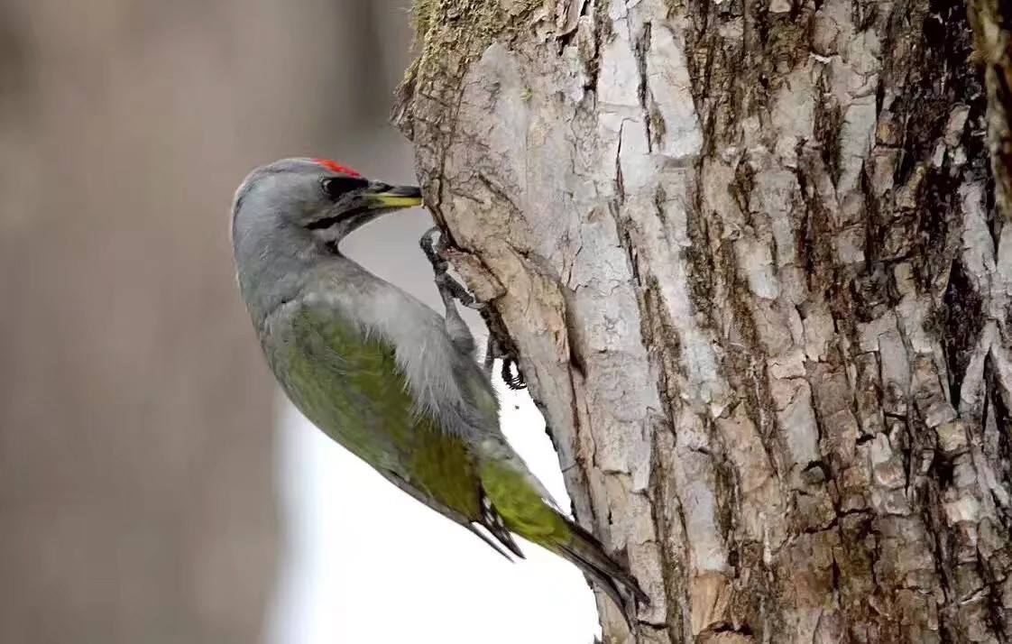 伊春市林区今昔对比,伊春六七十年代林区林场
