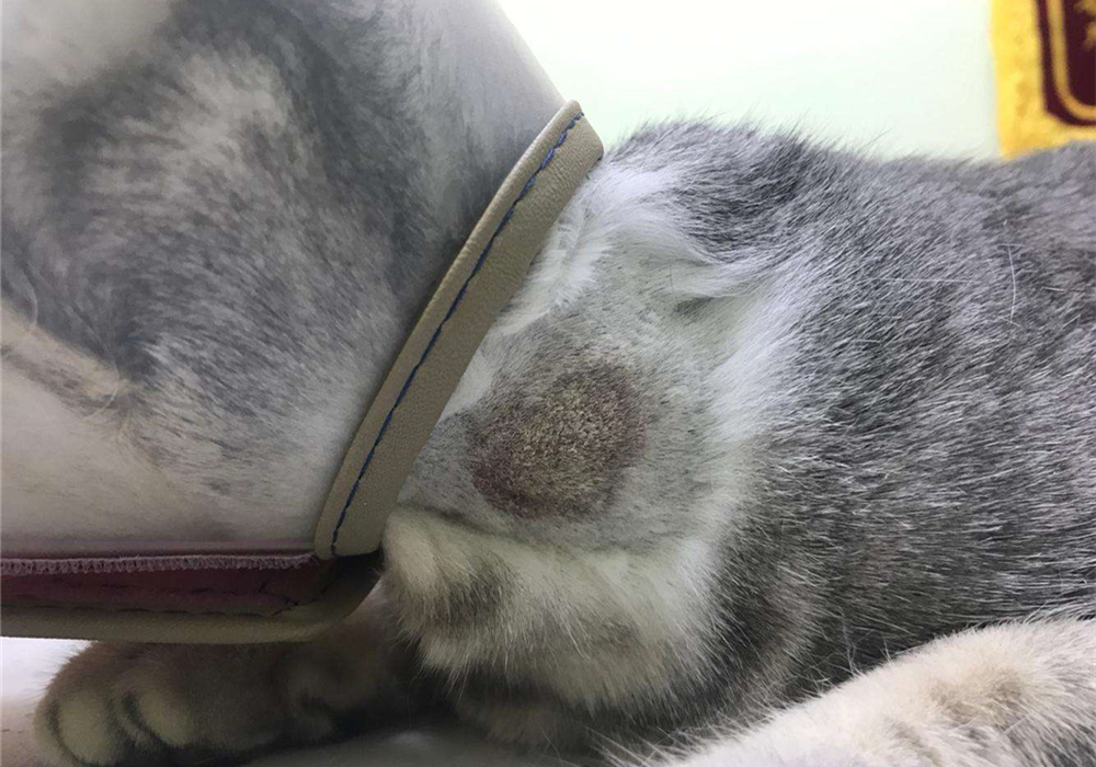 猫咪毛发会因为长大改变,猫咪秃头怎么回事