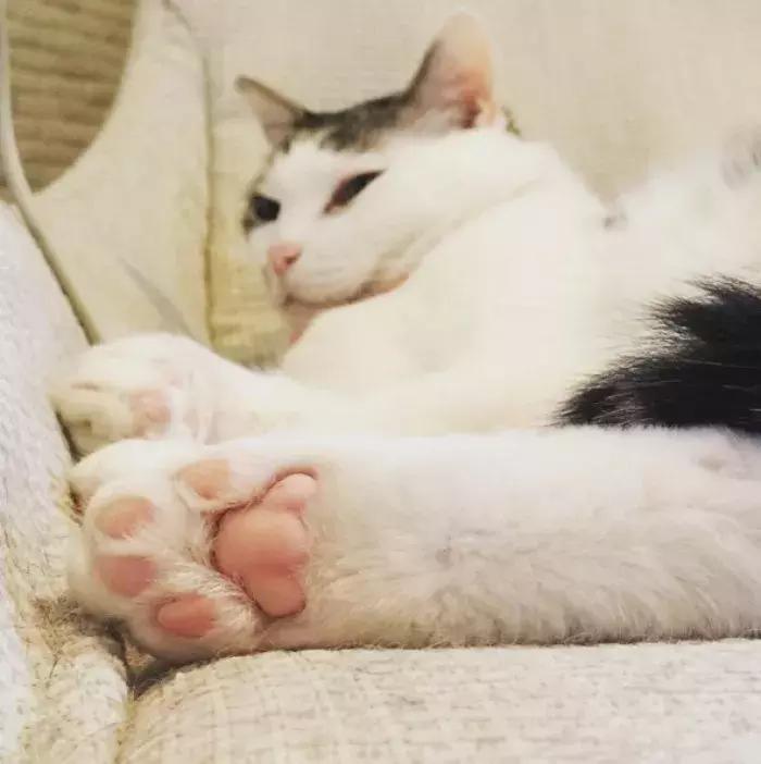 被猫咪抓了会传染吗,被猫咪抓伤了什么症状会感染