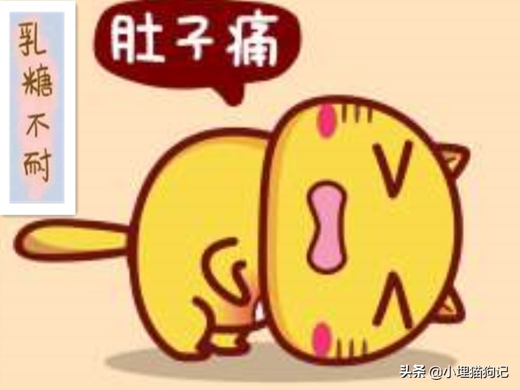 猫喝纯牛奶有危害吗,猫喝牛奶有危害吗